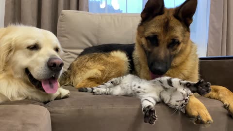 German_Shepherd_and_Golden_Retriever_are_Best_Friends_for_Kitten(1080p60)