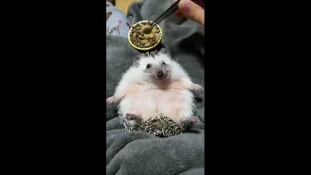 Happy Hedgehog