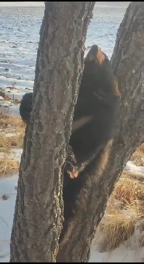 Orphaned bear cub? 😍😍