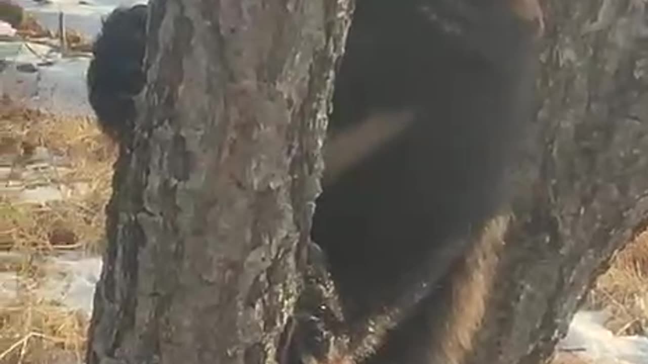 Orphaned bear cub? 😍😍