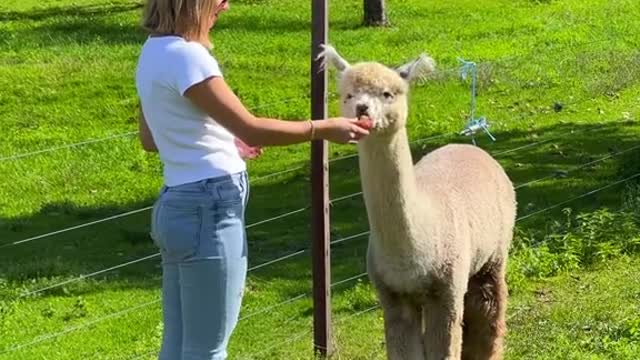 A charming little thing