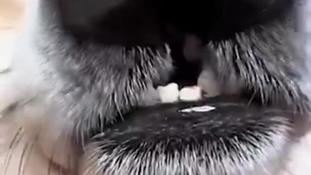 Hilarious Cat Shorts