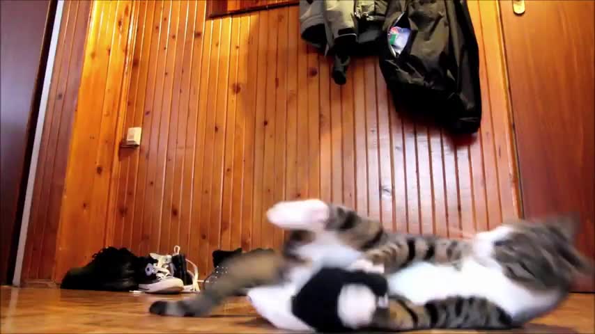 Kangaroo - Cat (Insane!)