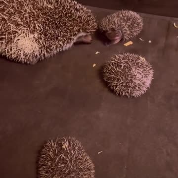 Hedgehog playing with their mom