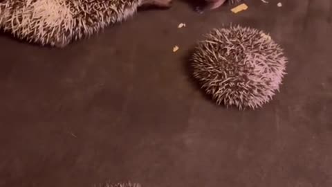 Hedgehog playing with their mom