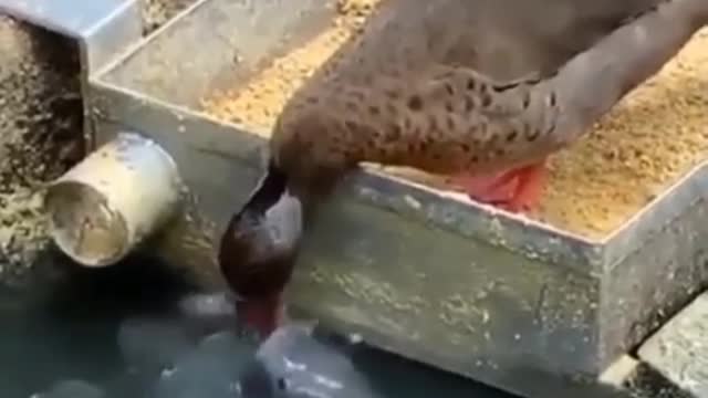 وما من دابة في الارض الا على الله رزقها