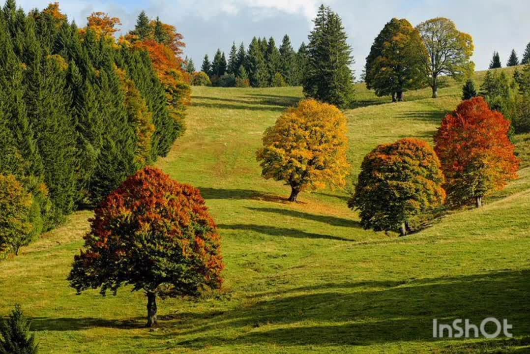 green nature#greennature #naturelove #youtubevideo #youtubervideo