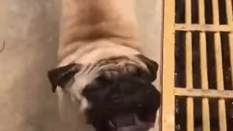 My Pug is Eating Air