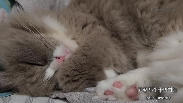 Relaxing Cat