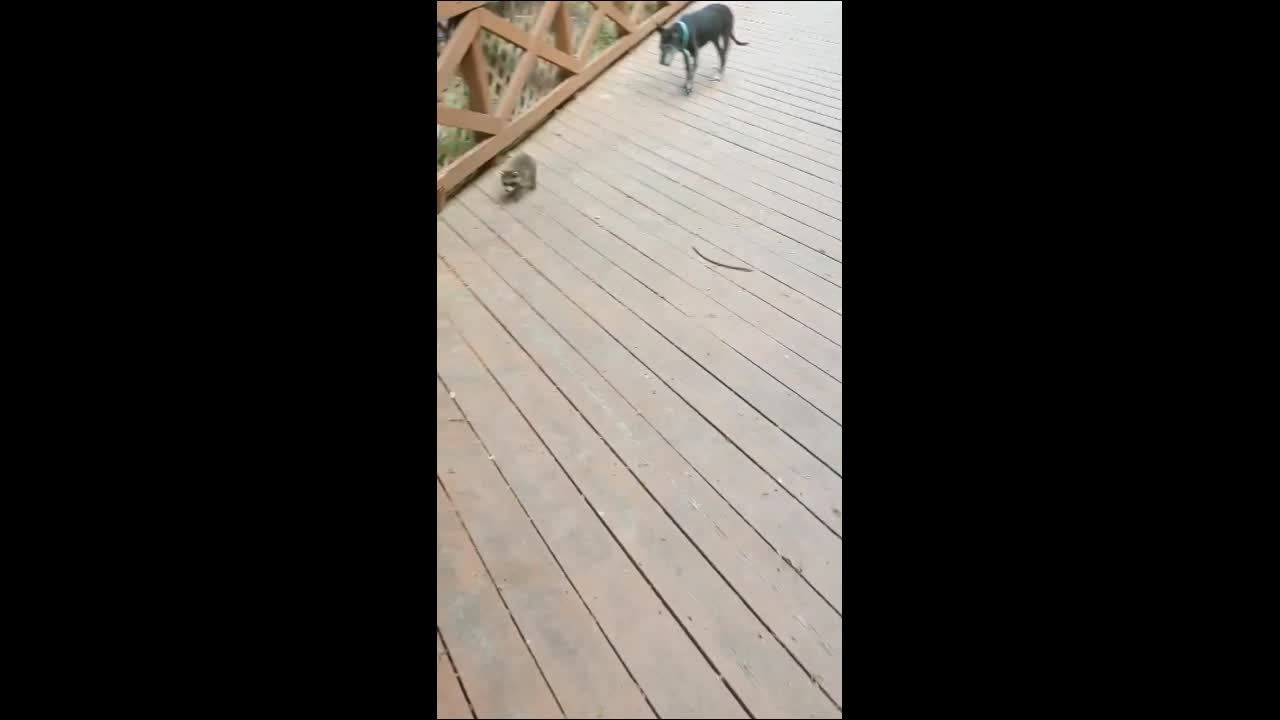 Pet Raccoon Bob and Lucy the Dog