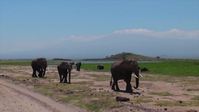 A herd of elephants approaches with Mt. Kilimanjaro in the background