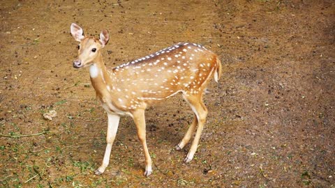 deer hungry grass