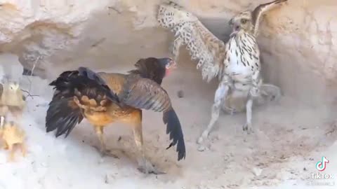 Chicken fight big bird