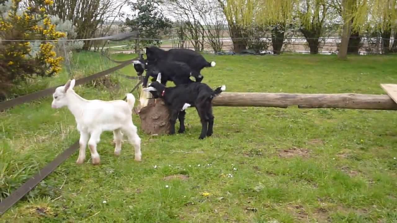 Chevreaux chèvre des fossés jouent