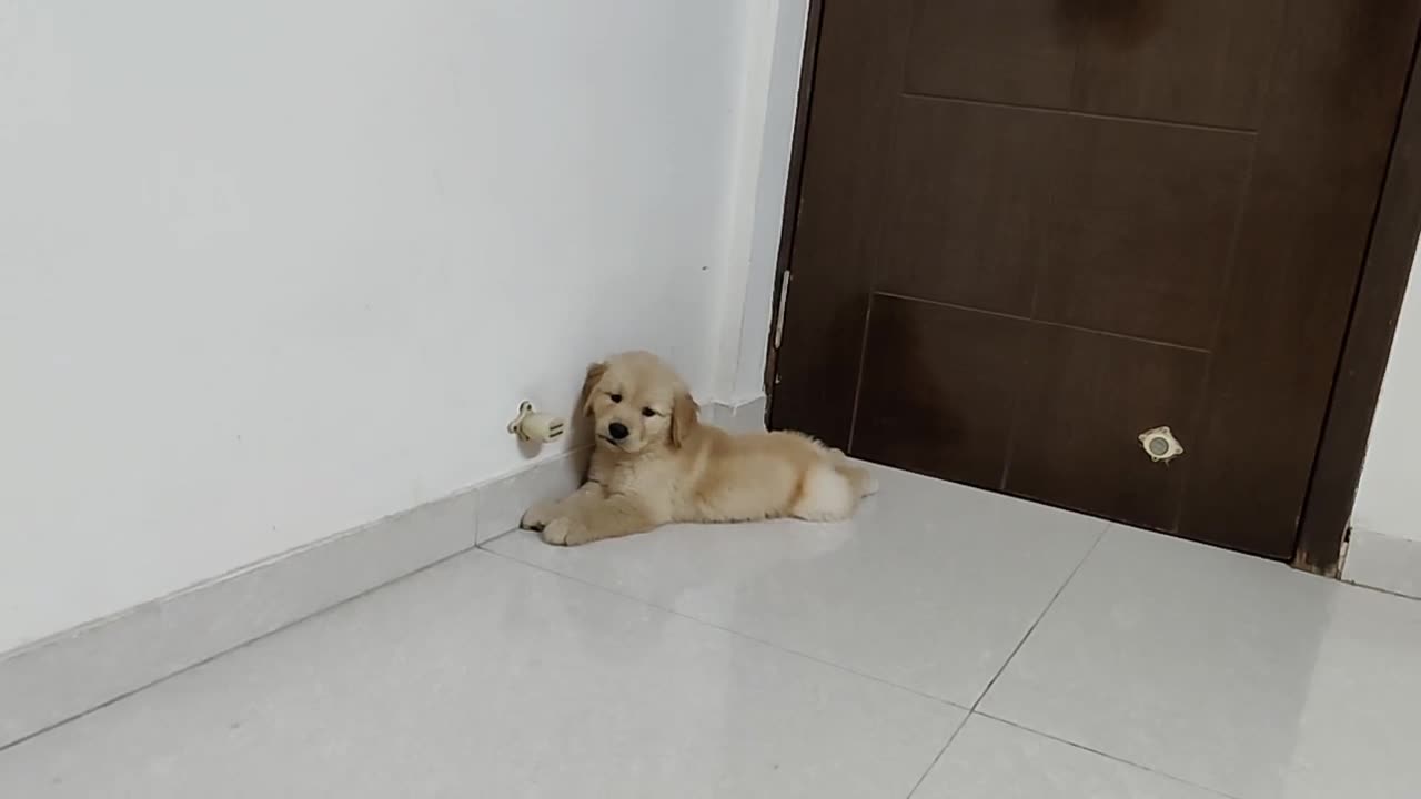 Golden Retriever found a new toy