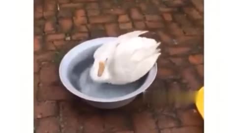 Funniest Animals 🐧 Best Of The 2022 Funny Animal Videos 😁 Cutest Animals Ever 136.mp4
