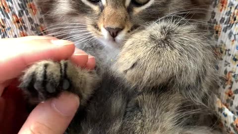A man is massage of cute cat