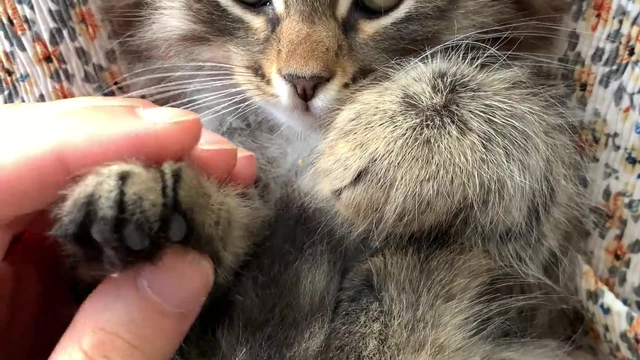 A man is massage of cute cat