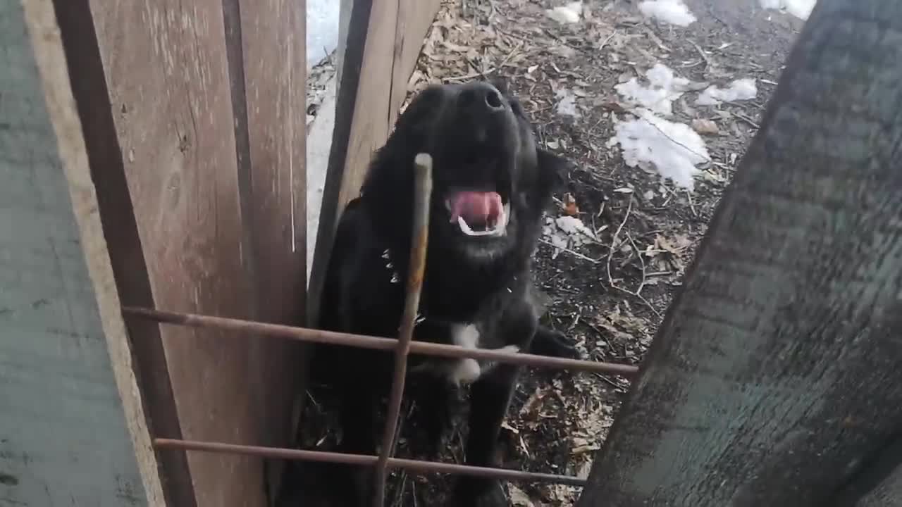 Adorable Puppy Barking Sounds Like a Bird