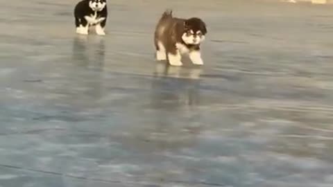 Baby Alaskan Malamute Puppies