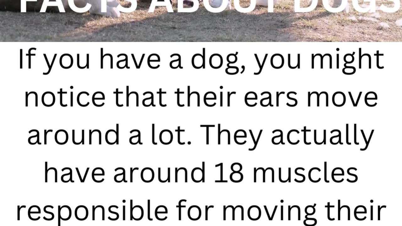 FACTS ABOUT DOGS.....8/10