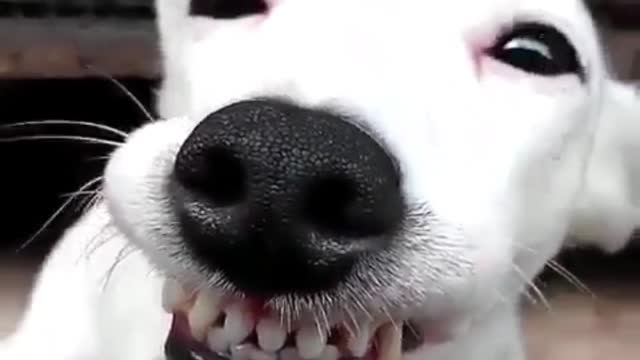 laughing dog
