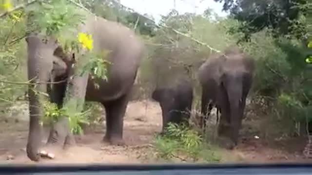 Lovly wild elephant family caught on camera