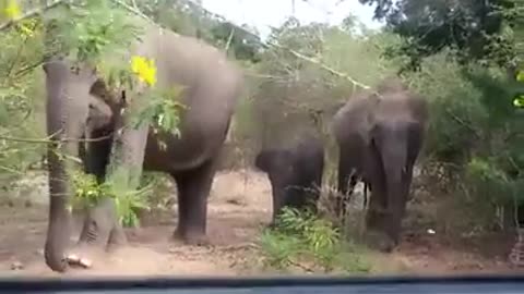 Lovly wild elephant family caught on camera