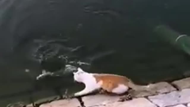 Cat catches fish from water