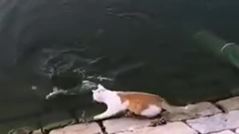 Cat catches fish from water