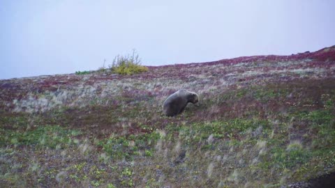 Big bear near misses in the world===bear dashcam footage