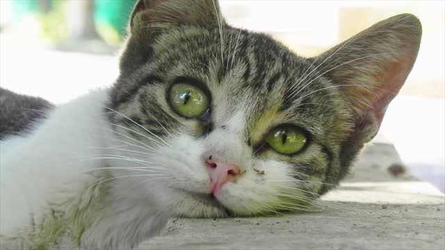 Beautiful cat looking at the camera sadly 🥺