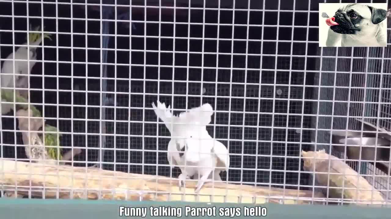 Parrots Talking Like Humans