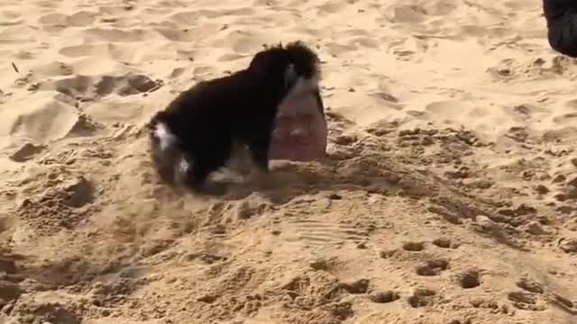 New Funny Videos 2022 😍 Cutest Cats and Dogs