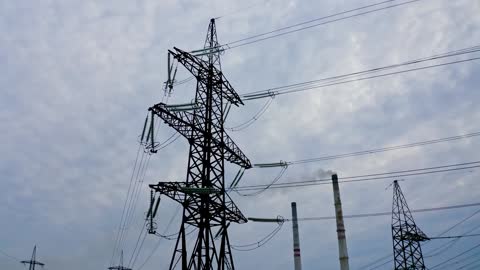 Animals Will Not Be Spared by Electrical Shocks.