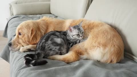 #Golden Retriever | Cute | Funny Animal Video #JustforFun #Funny <3 #Cats&Dogs #Cat Video 35