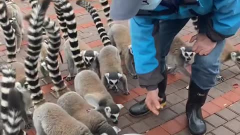 lemurs