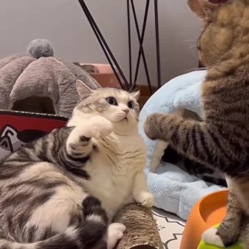 Cat's are angry 😾 and fighting each other 😂 Joy Funny Factory