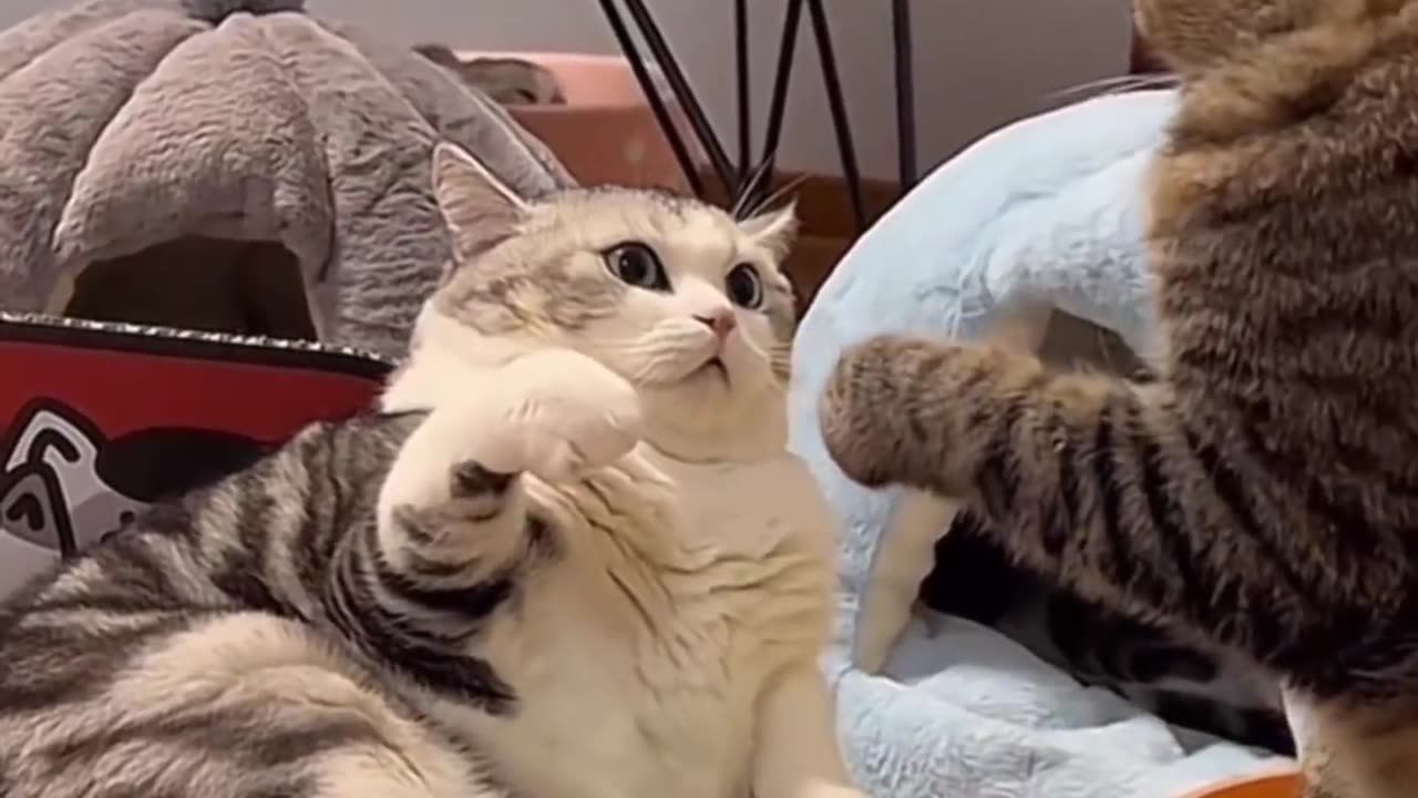 Cat's are angry 😾 and fighting each other 😂 Joy Funny Factory