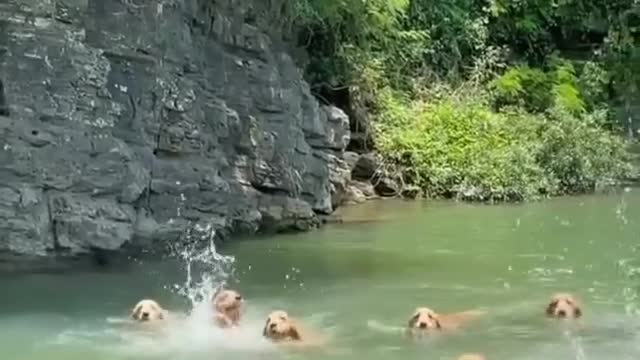 How to make your Dog Happy