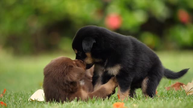 Cute puppies playing