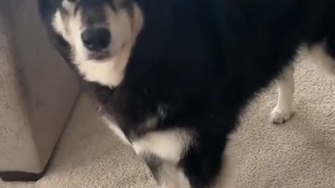 smart dog | good working dog | cute dog | rescue dog #short