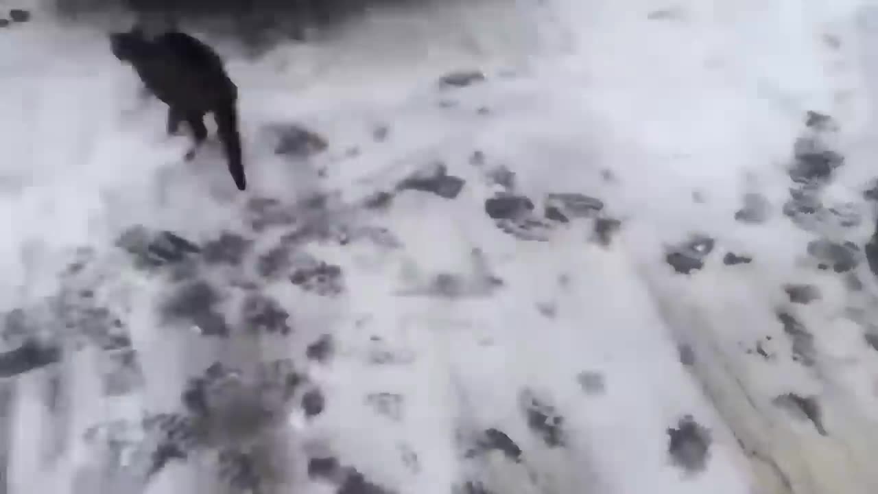 Funny Animal Videos 2023 π - Funniest Cats And Dogs Video πΊπ