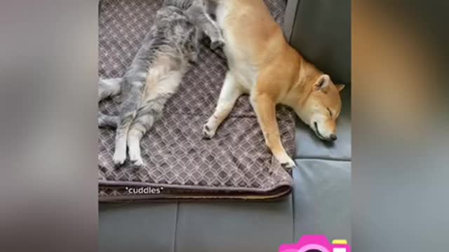 Dog and cat adorably cuddle together in livingroom