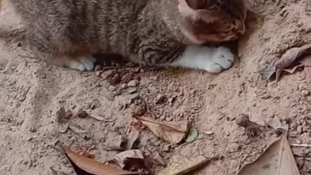 Catching snakes. #funny #cat