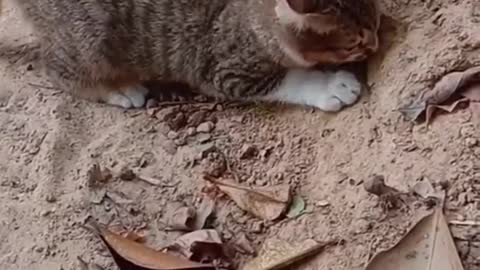 Catching snakes. #funny #cat