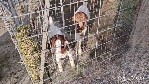 Graham Family Farm: Groundhog Day