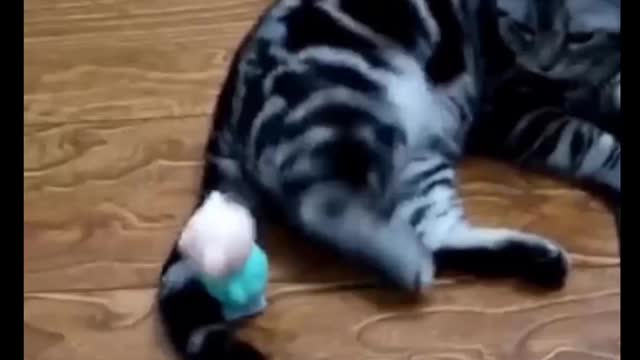 Cat Comedy Video Cat Funny video Part29 #CatShort #CatVideo