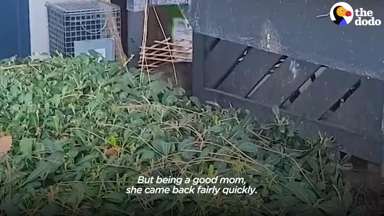 Spicy Cat Mama Won't Let Rescuers Touch Her Babies _ The Dodo