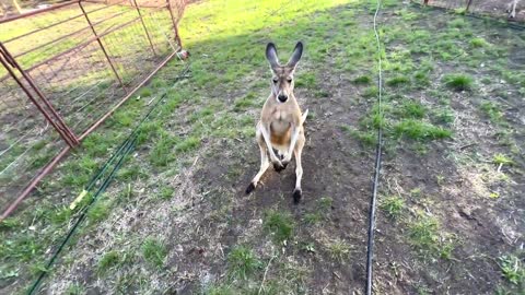 How to Fight a Kangaroo (and talk to eggs)7